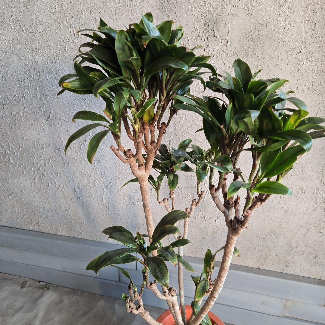 ⑪　コルジリネ　パープルコンダクター　8号　特大苗木最高等級極上品‼️