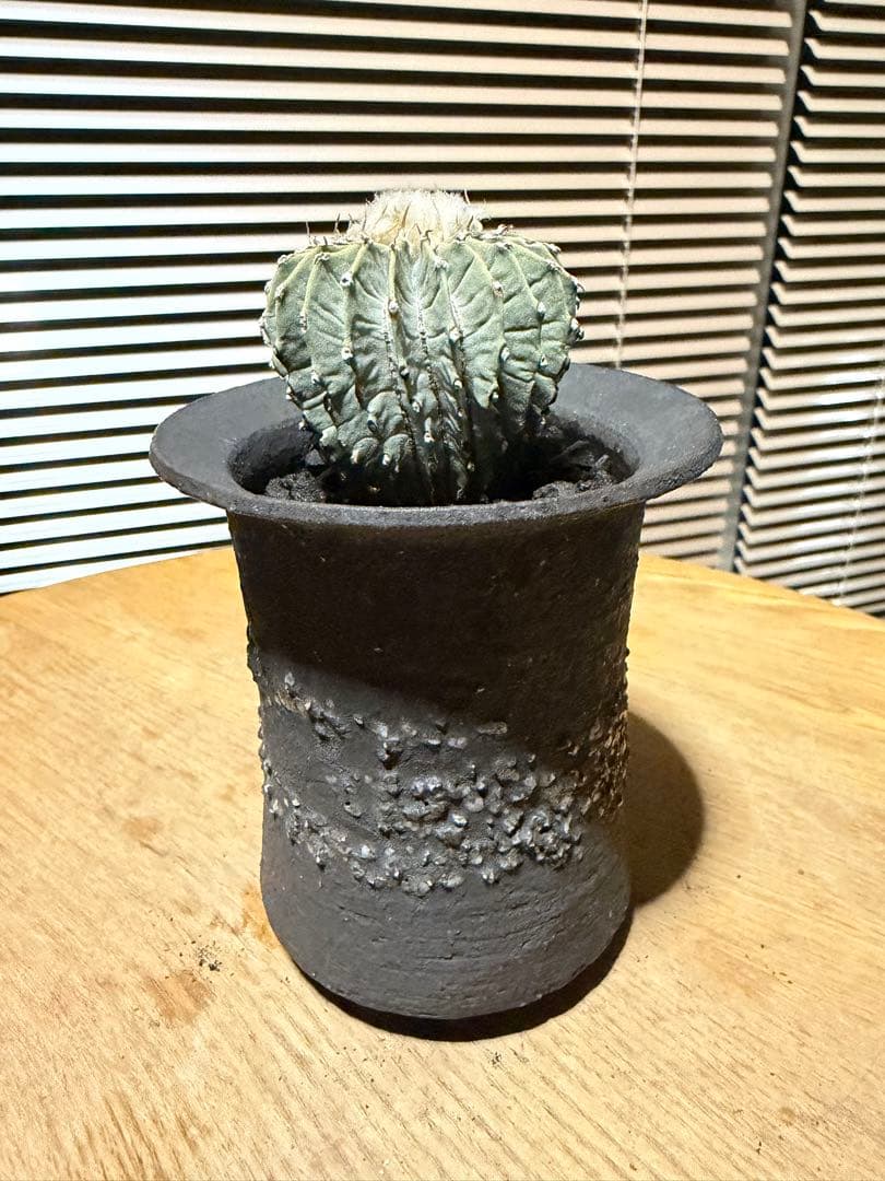 ゲオヒントニア メキシカーナ 実生