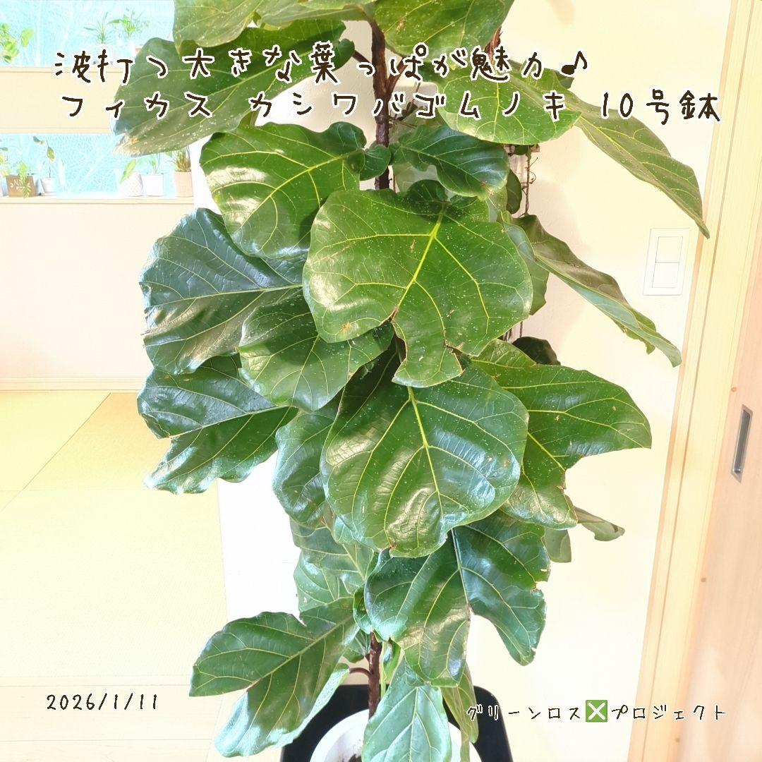 【Jonald ⚠追加有り❗️】フィカスカシワバゴムノキ10号鉢②