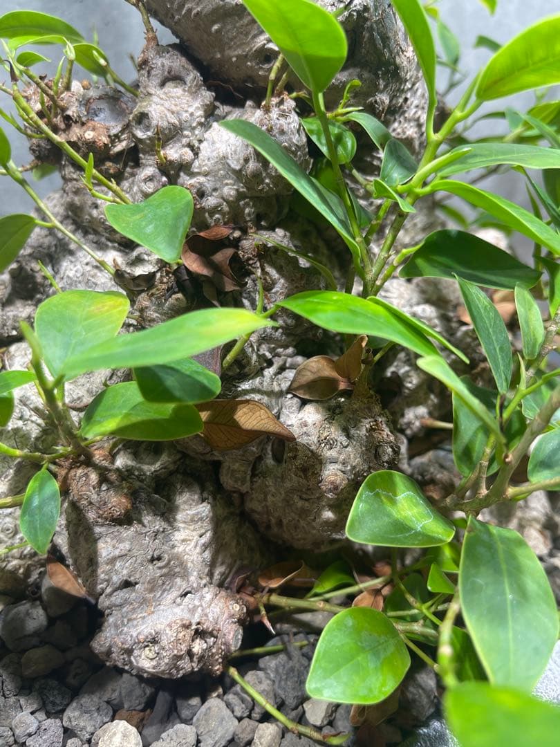 ガジュマル盆栽　特大　イボ肌