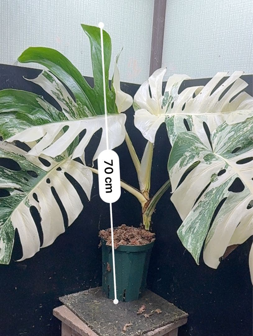 の*ん様 斑入りモンステラ ホワイトタイガー極美大株70cm白斑多