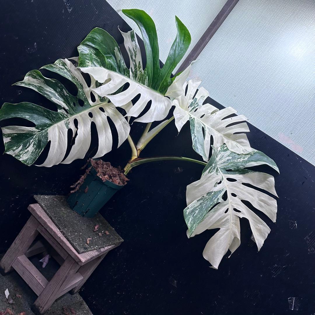 の*ん様 斑入りモンステラ ホワイトタイガー極美大株70cm白斑多