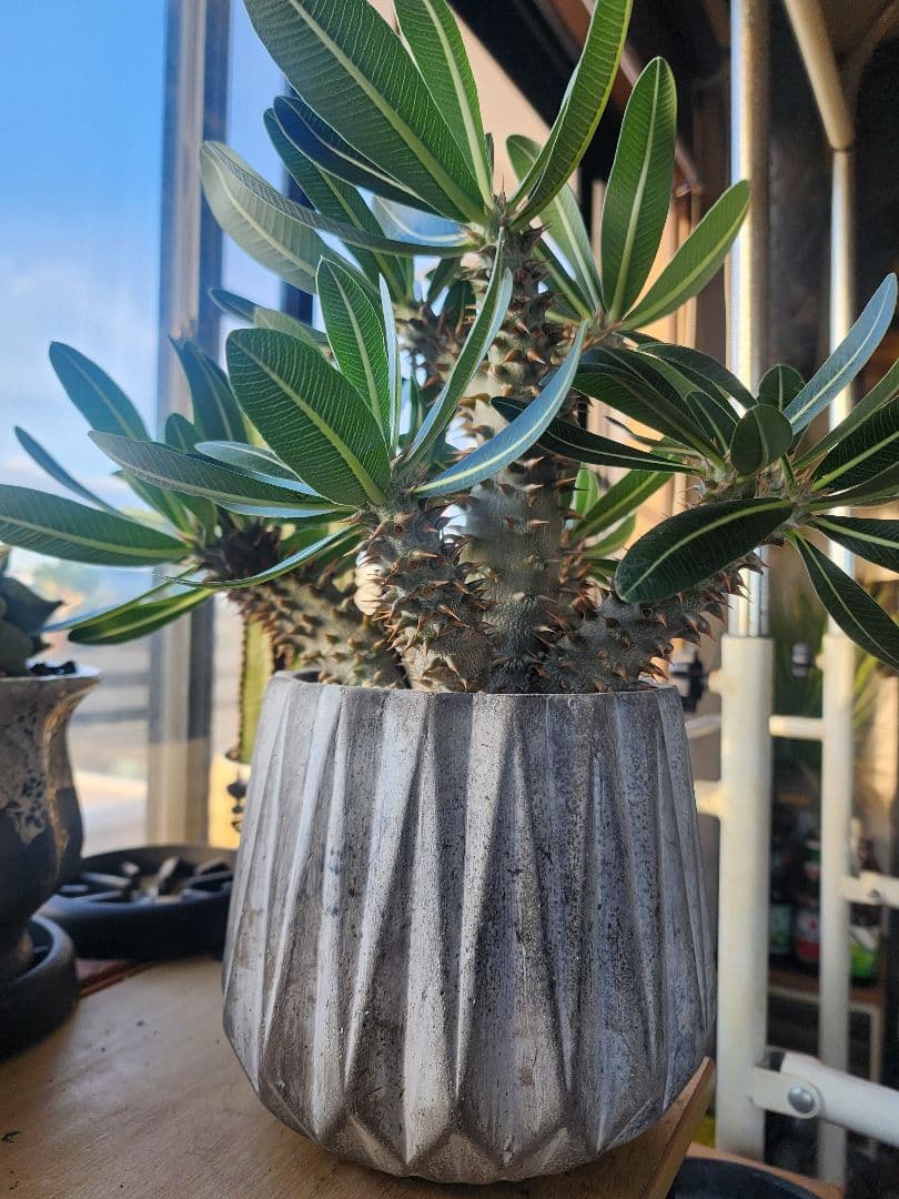 パキポディウム ホロンベンセ