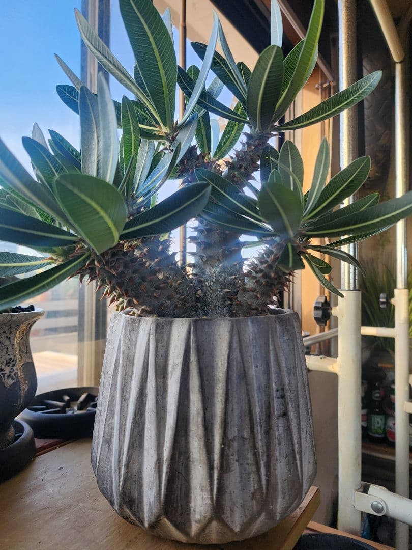 パキポディウム ホロンベンセ