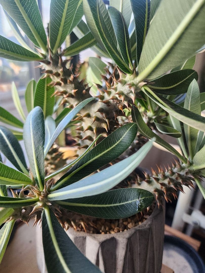 パキポディウム ホロンベンセ