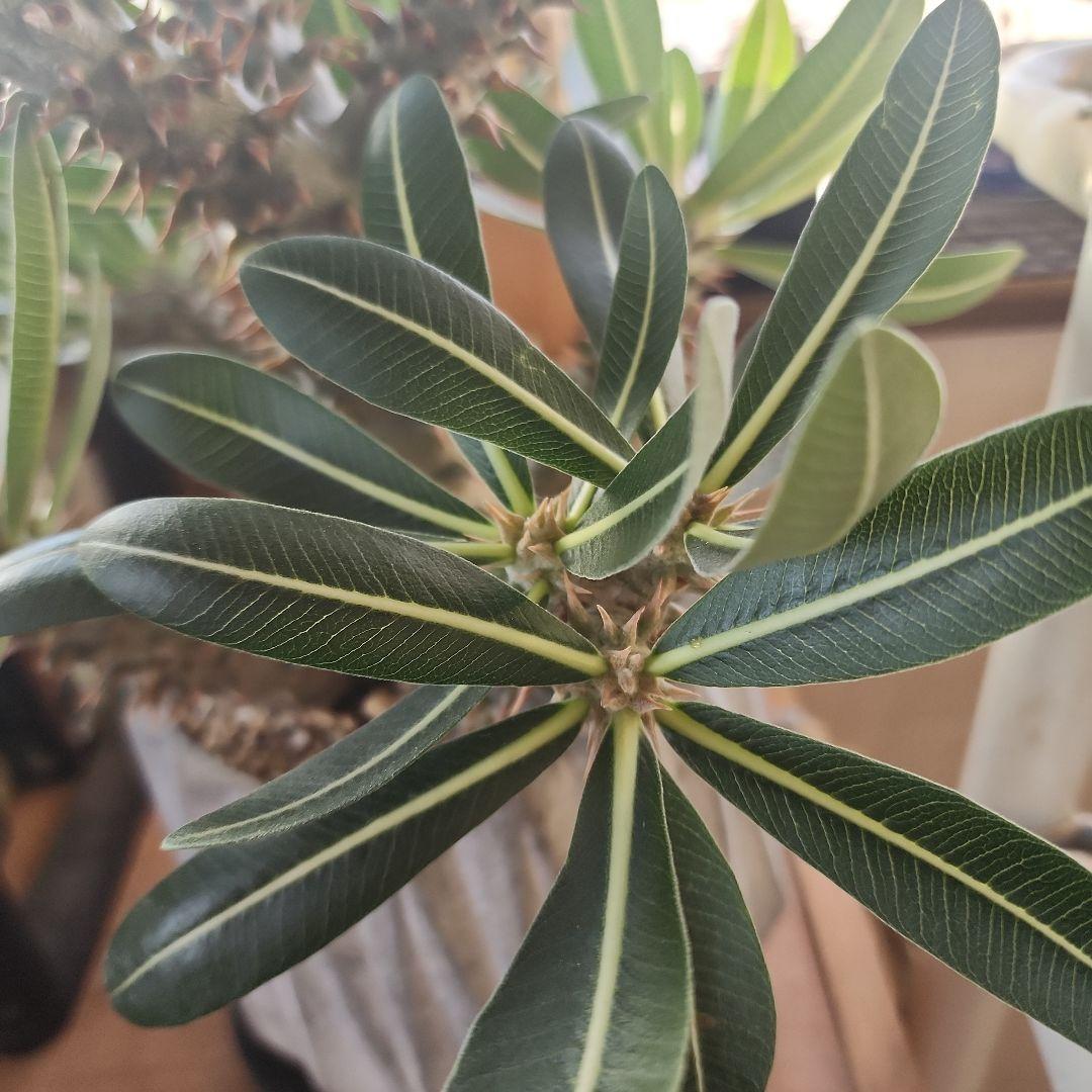 パキポディウム ホロンベンセ