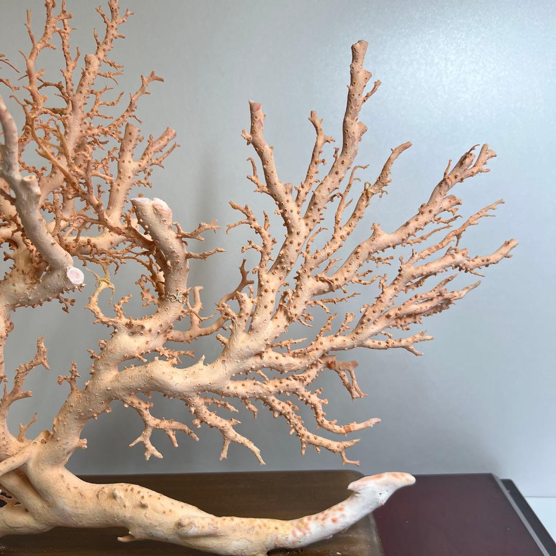 本桃色珊瑚　超特大原木　ガラスケース付　東Y8-0105☆2Fタサオ