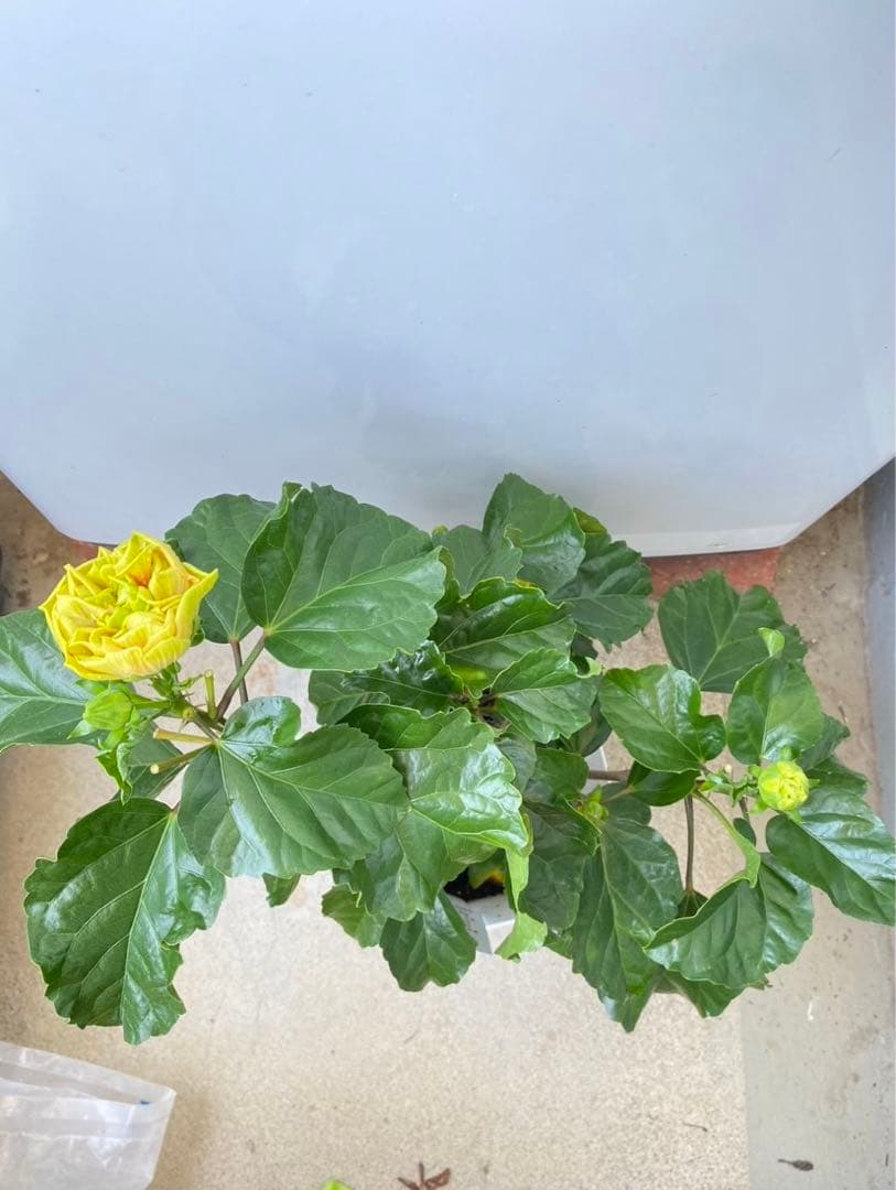 椿様ご確認用〜ハイビスカス　ビーチボール〜