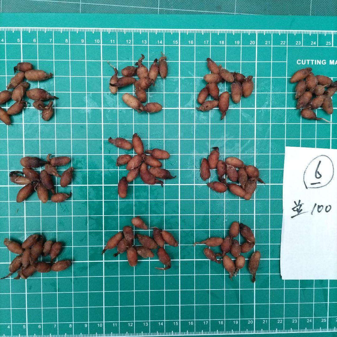 サギソウ　たび