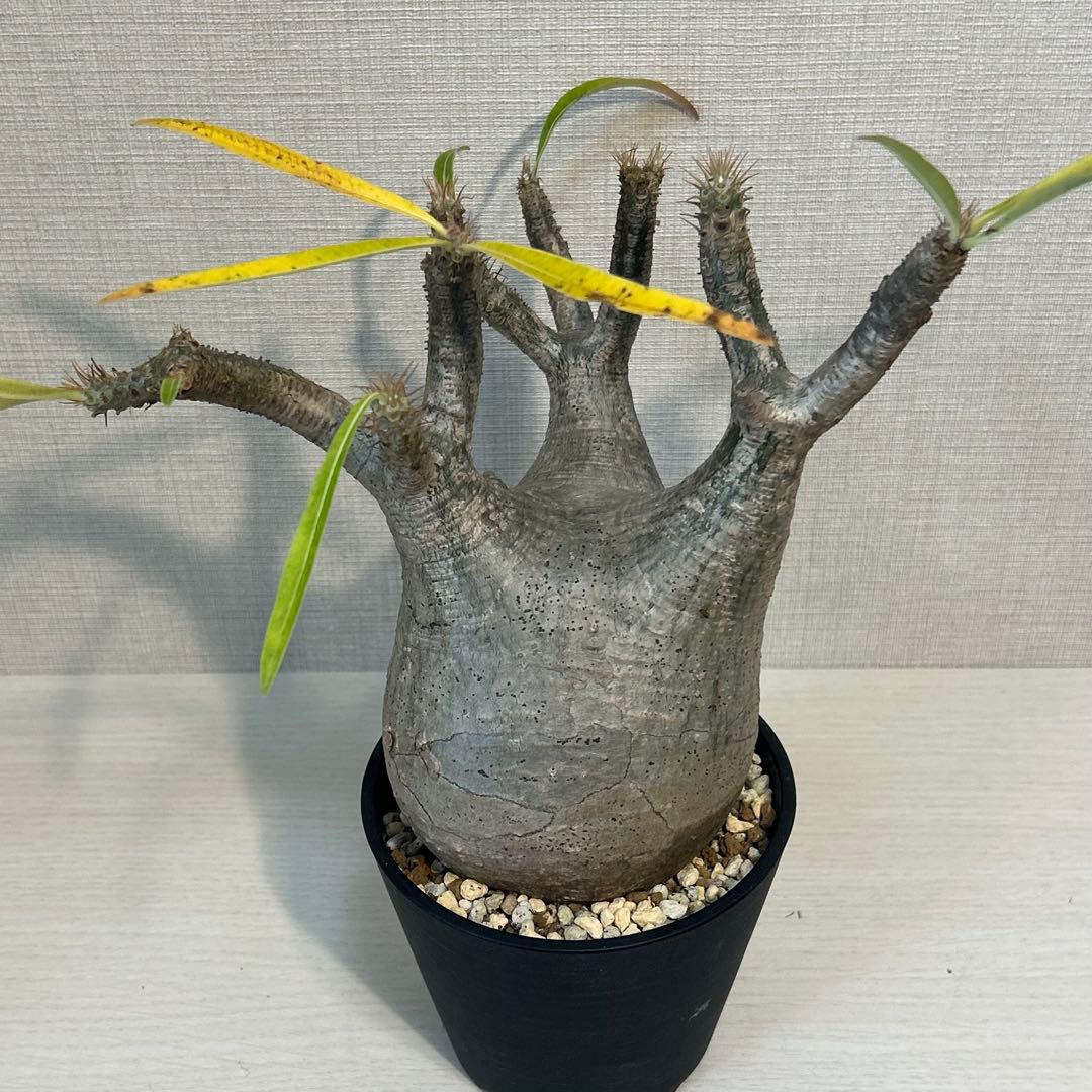 パキポディウム•グラキリス 現地球/現地株　発根済み　塊根植物 12