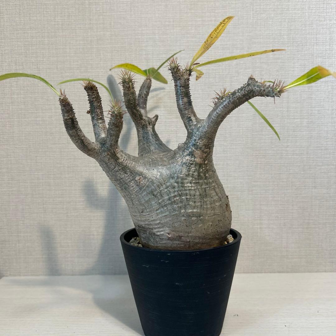 パキポディウム•グラキリス 現地球/現地株　発根済み　塊根植物 12