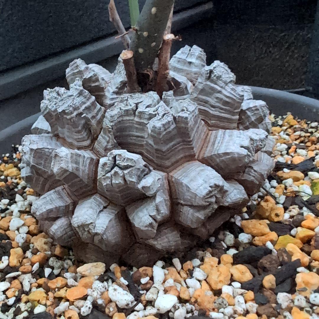 鉢径23㌢　実生丸型　長谷川園芸　亀甲竜　株幅13.8センチ　鉢ごと送料込み