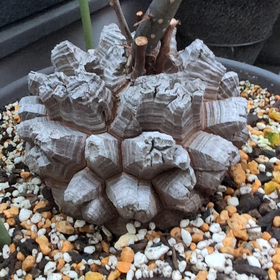 鉢径23㌢　実生丸型　長谷川園芸　亀甲竜　株幅13.8センチ　鉢ごと送料込み