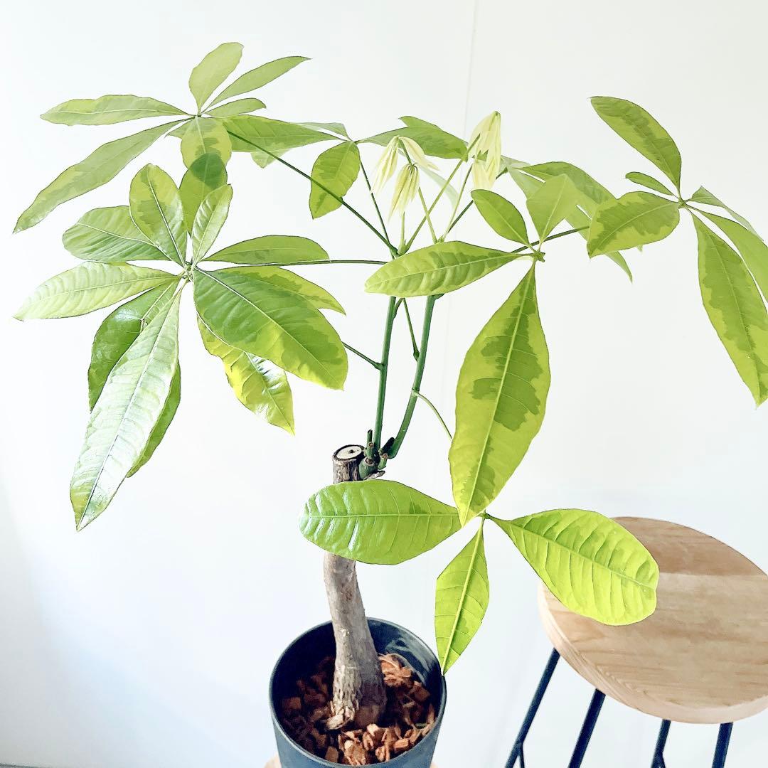 斑入り パキラ ムーンライト アートストーンポット 観葉植物 室内