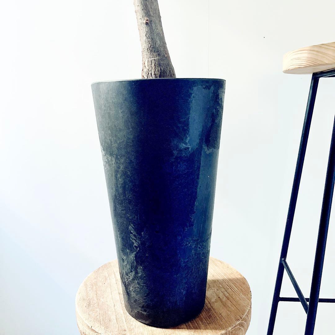 斑入り パキラ ムーンライト アートストーンポット 観葉植物 室内