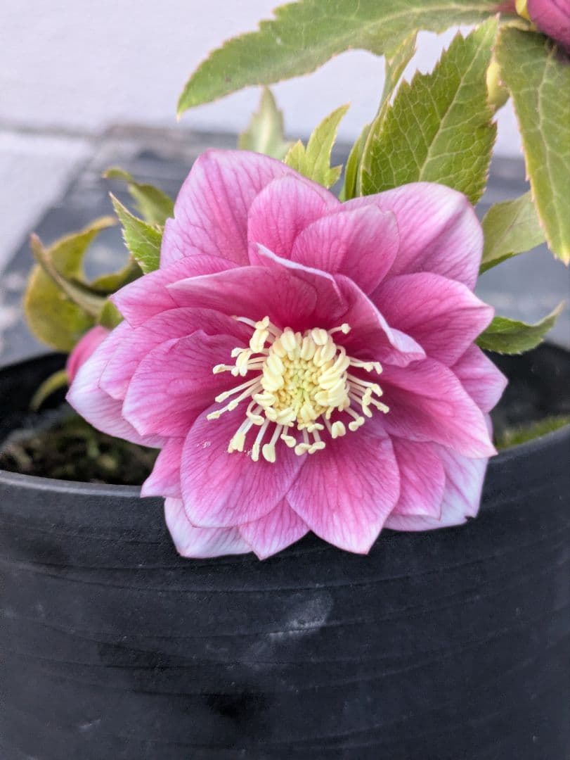 広瀬園芸 クリスマスローズ　オーレア系 ピンクグラデーション DD（ダブル）