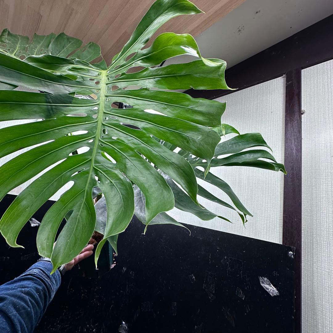 モンステラデリシオーサマクロコズム超希少系統鉢植え89㎝