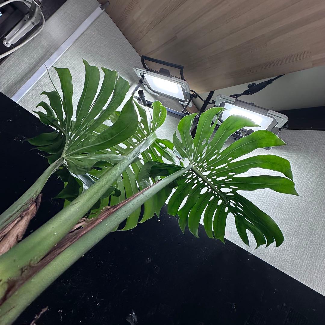 モンステラデリシオーサマクロコズム超希少系統鉢植え89㎝