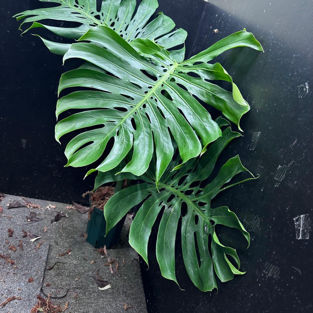 モンステラデリシオーサマクロコズム超希少系統鉢植え89㎝