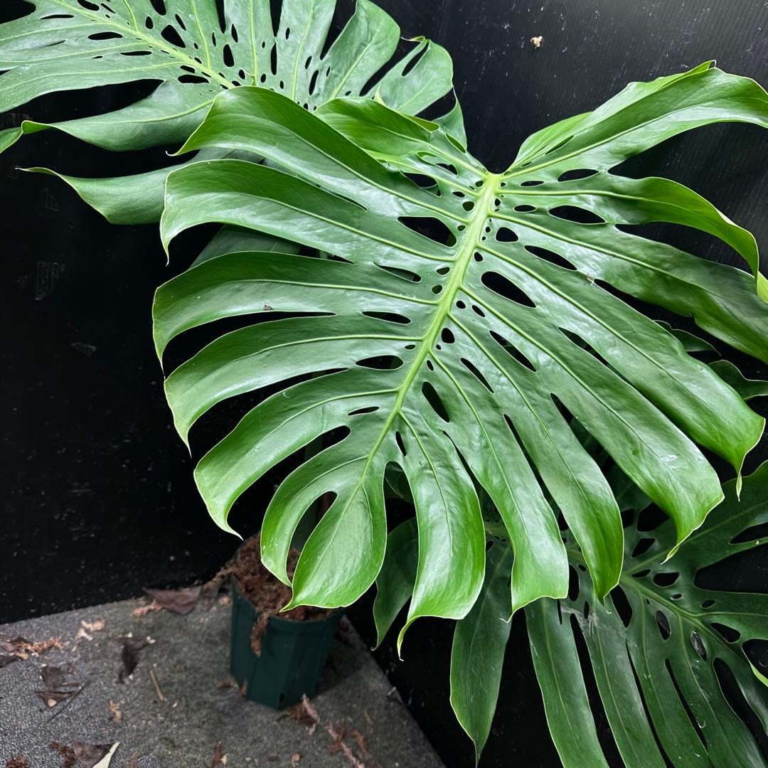 モンステラデリシオーサマクロコズム超希少系統鉢植え89㎝