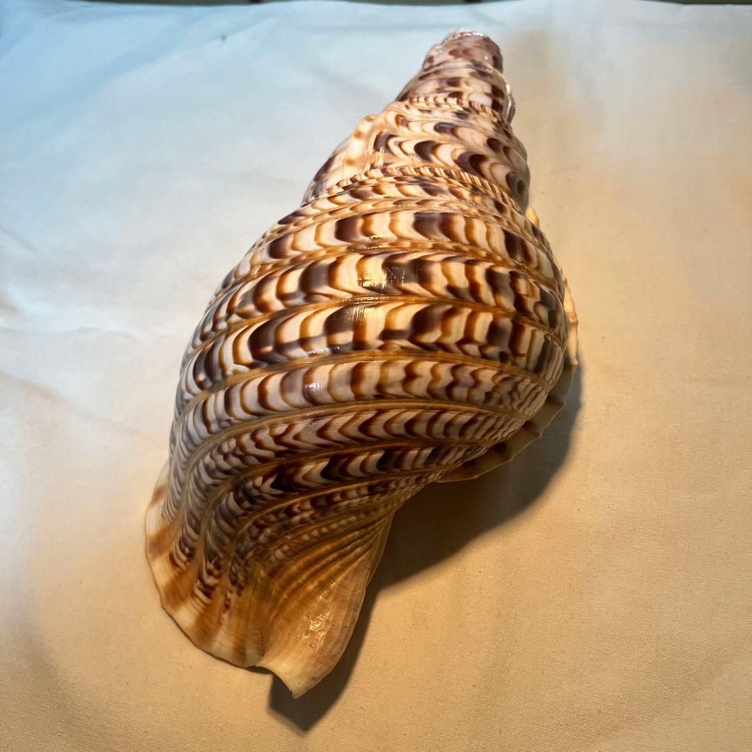 法螺貝　大きな巻貝 茶色とクリーム色のストライプ