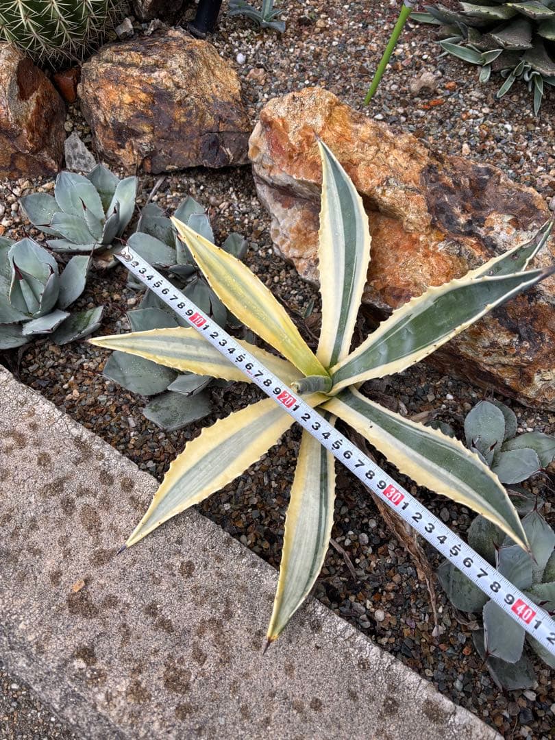 突然変異　超激レア　初出品　アガベ　アメリカーナ・バリエガータ　リュウゼツラン