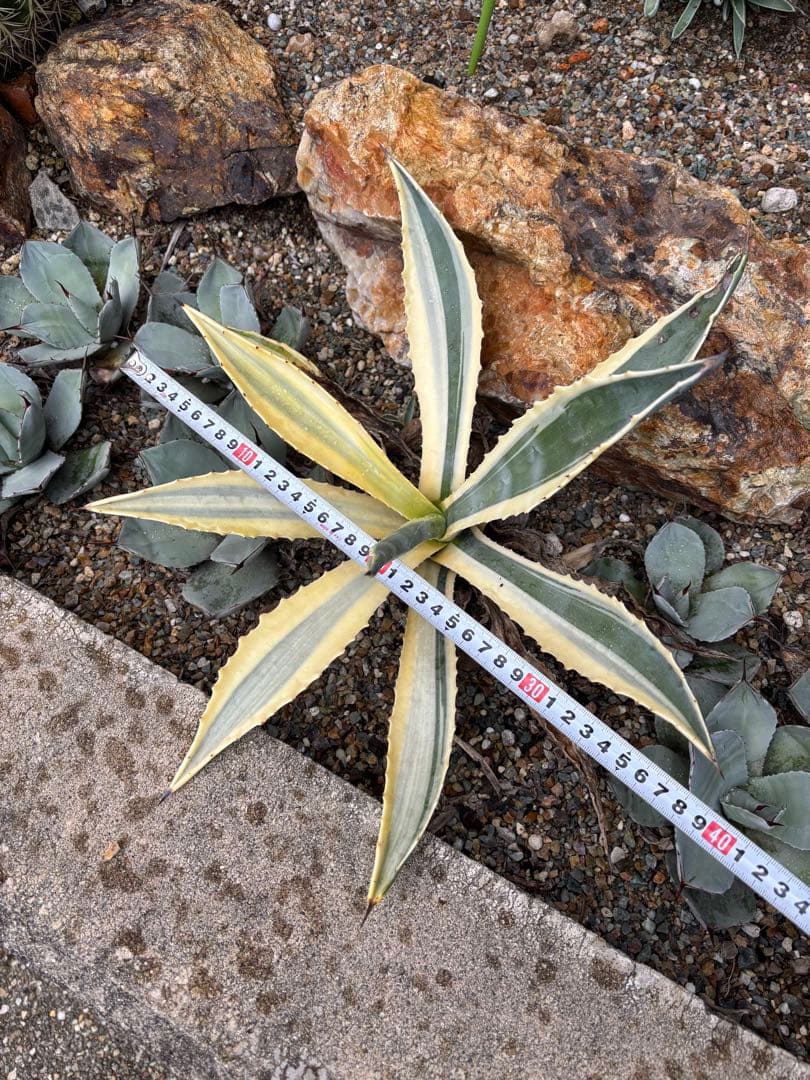 突然変異　超激レア　初出品　アガベ　アメリカーナ・バリエガータ　リュウゼツラン