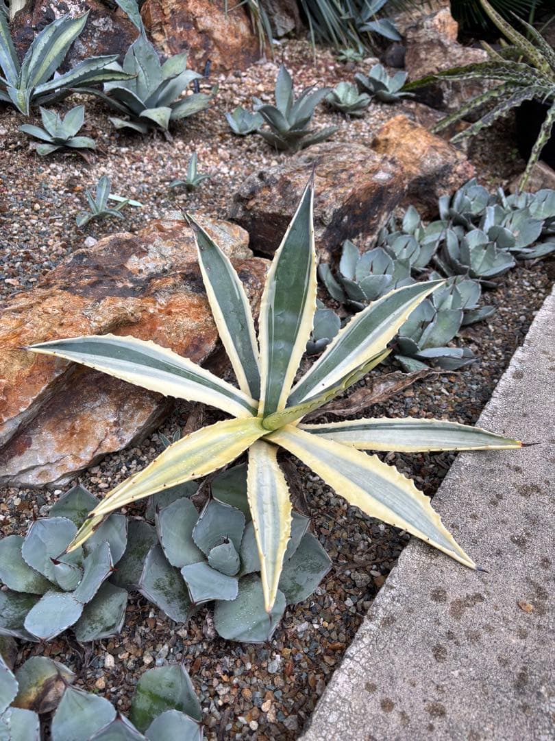 突然変異　超激レア　初出品　アガベ　アメリカーナ・バリエガータ　リュウゼツラン