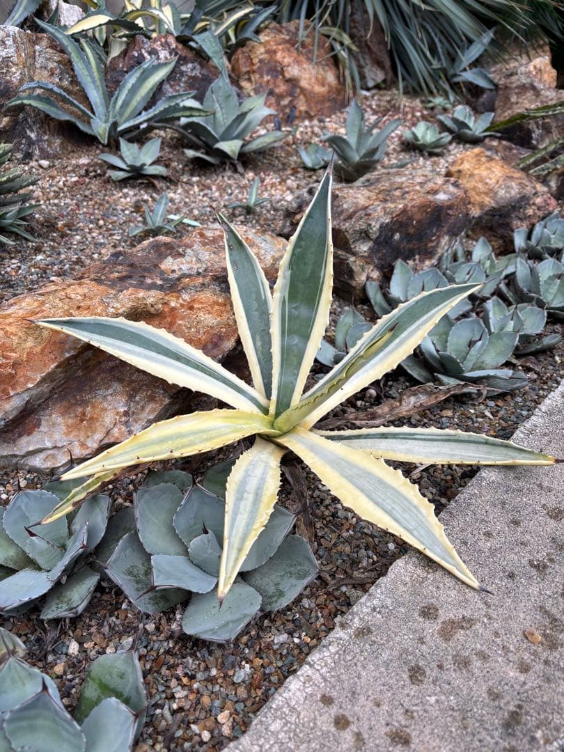 突然変異　超激レア　初出品　アガベ　アメリカーナ・バリエガータ　リュウゼツラン