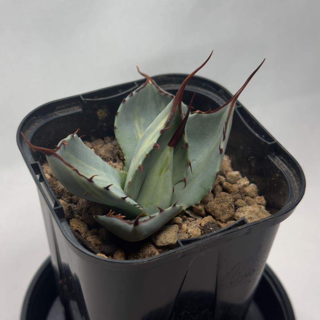 g*n様 激レア　アガベ　パリー　トランカータ　縞斑　バリエガータ　斑入り