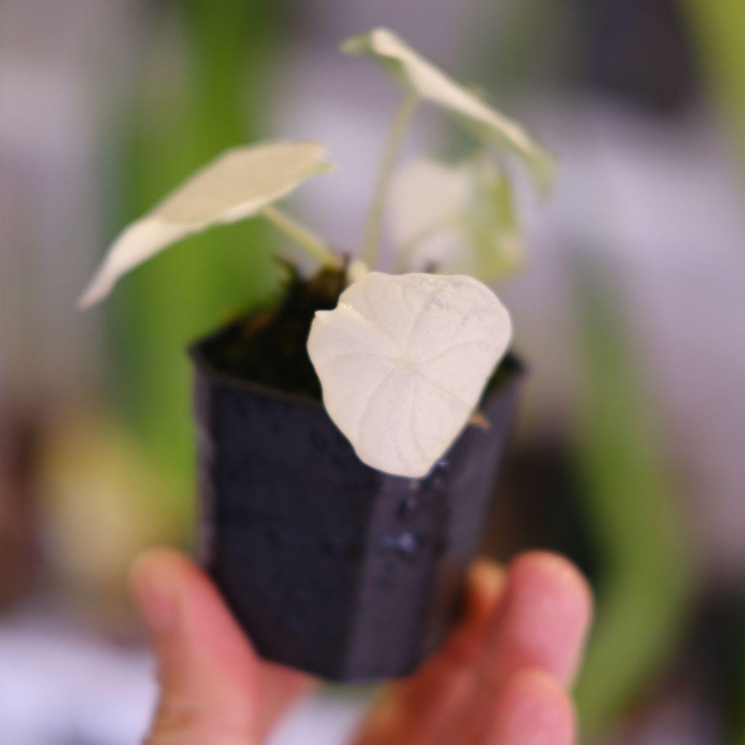アロカシア メロ アルボ│Alocasia melo 'Albo' Var.④