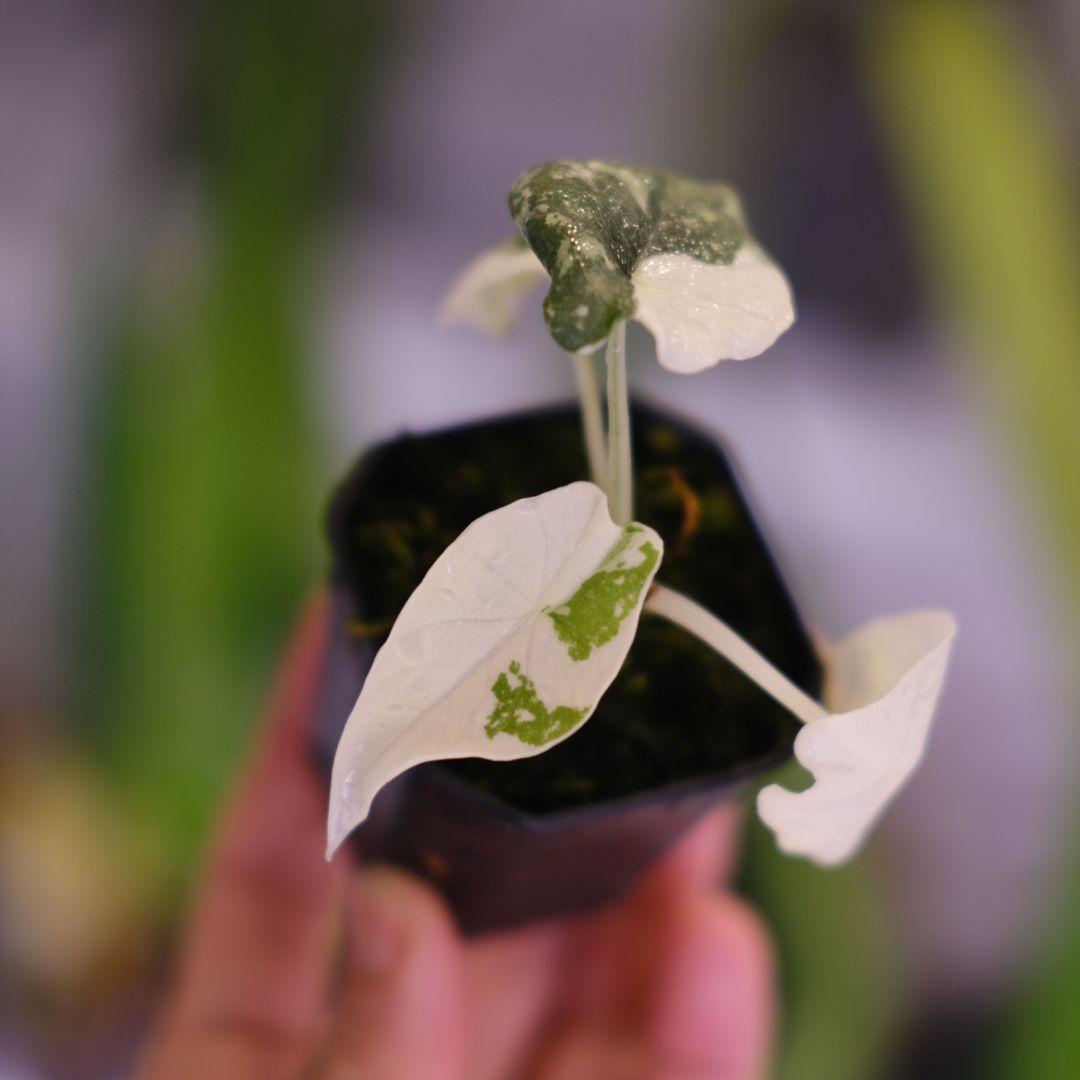 アロカシア メロ アルボ│Alocasia melo 'Albo' Var.④