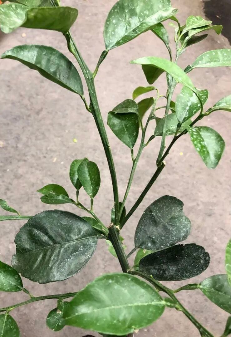 みかん 日向夏（ひゅうがなつ） ニューサマーオレンジ 接木苗木 果樹苗約100㌢