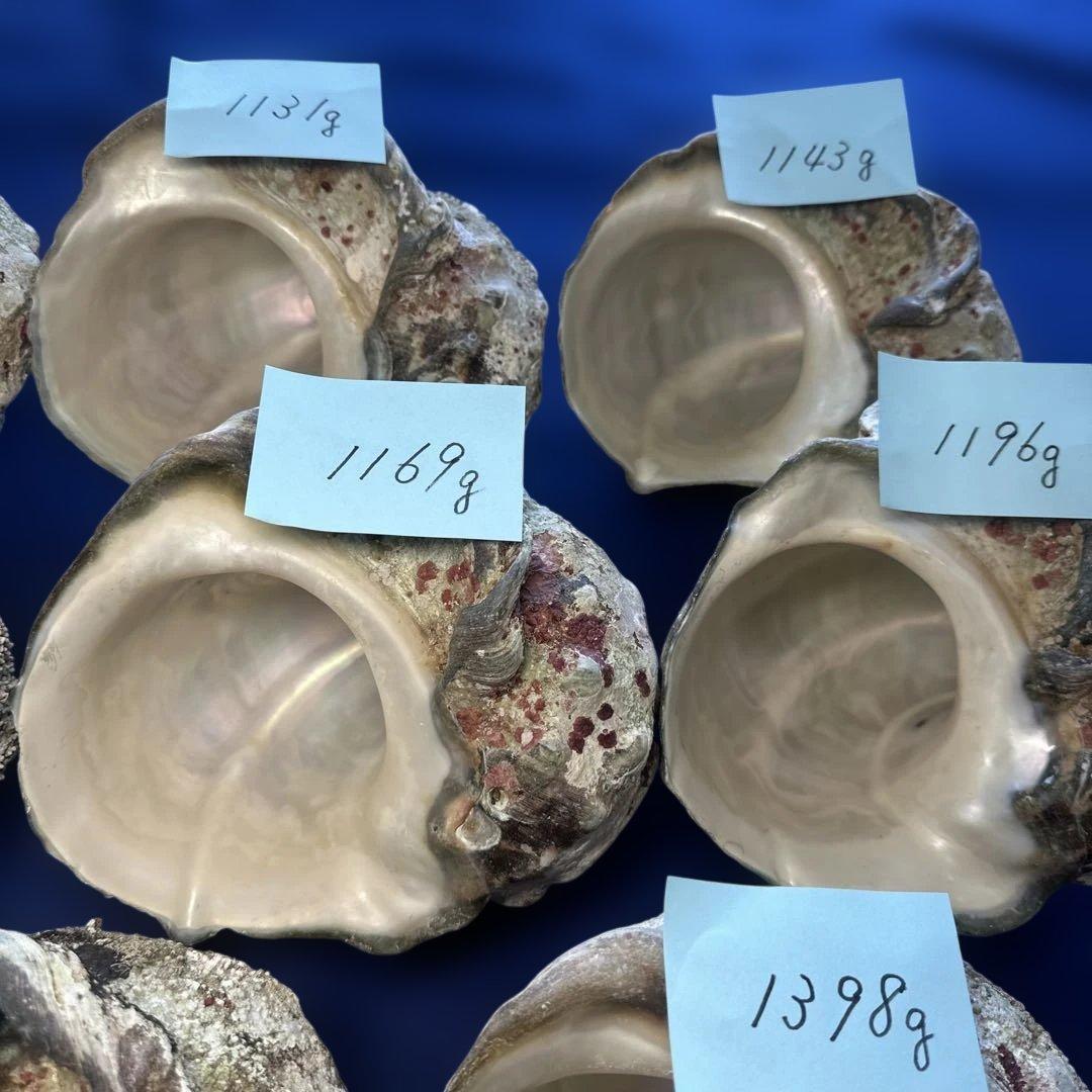 特大夜光貝　ヤコウ貝　まとめ売り　11個 約13kg アクセサリー　ルアー