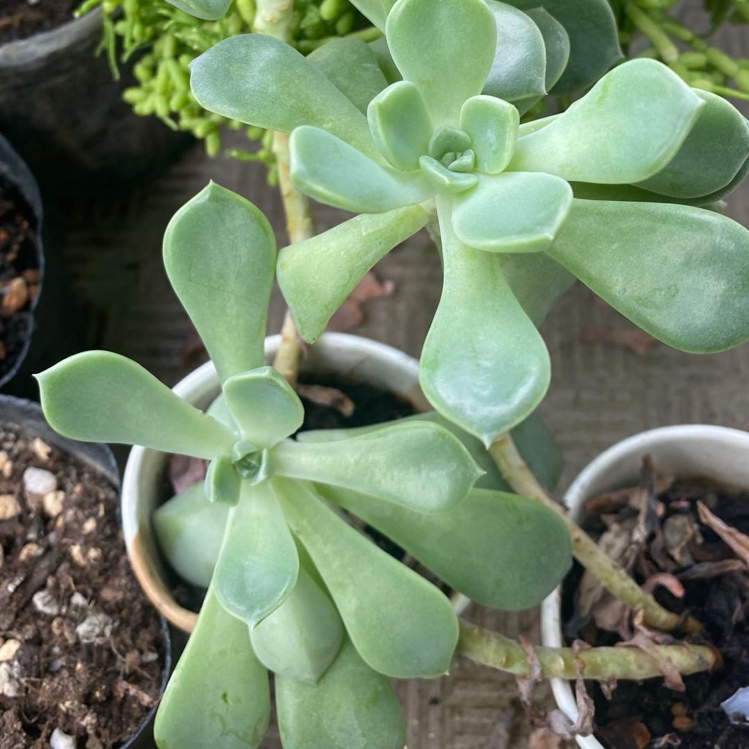 【多肉植物】エケベリア　エレガンス　カット苗写真全て　❤️かなり大きくなります❤️