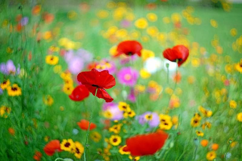 68 【希少】　後期ゼブラ　未使用　ぐるぐるボケレンズ　ヘリオス44-2　M42