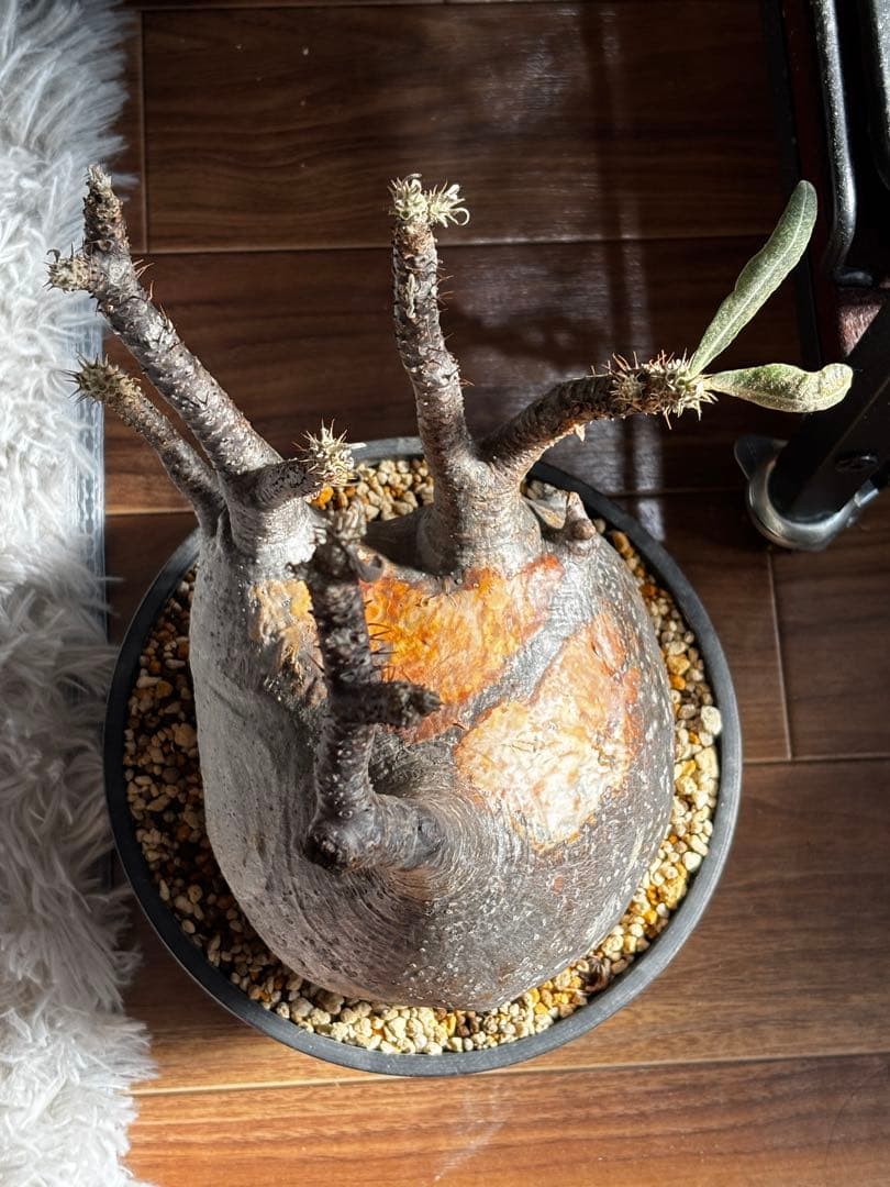 【発根済み】パキポディウム　グラキリス　大株