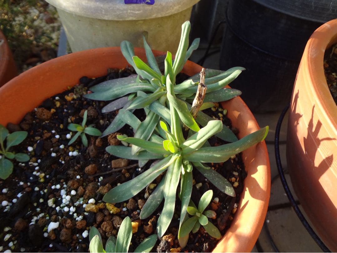 ☆動作OK SONY DSC-WX7 バッテリー&充電器&SDカード付き ピンク