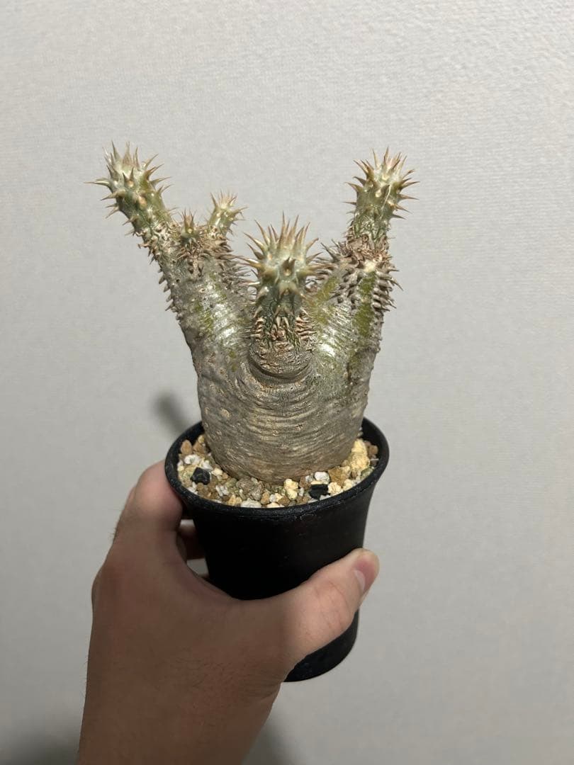 パキポディウム デンシフローラム