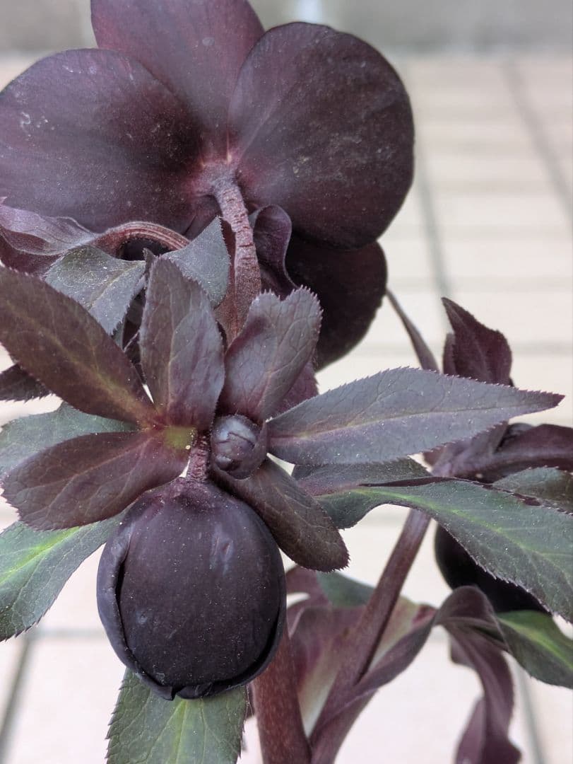 クリスマスローズ　ダブル　ブラック〈広瀬園芸〉