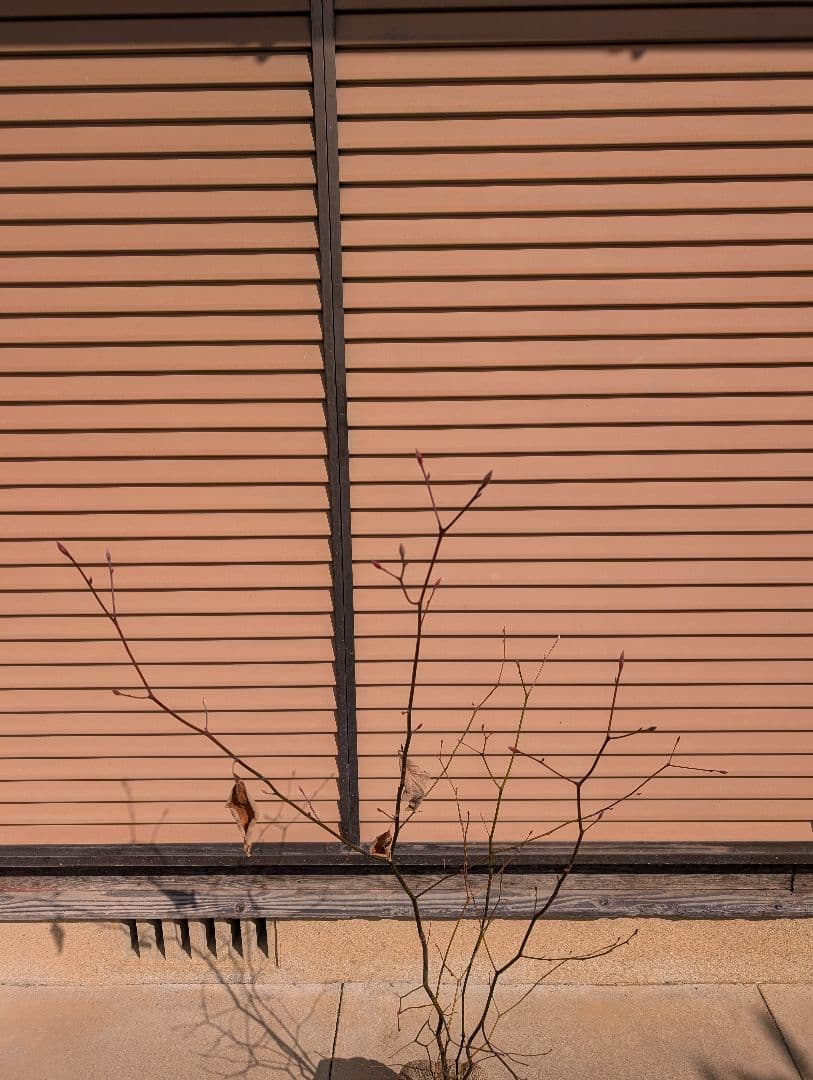 クロモジ　株立　②