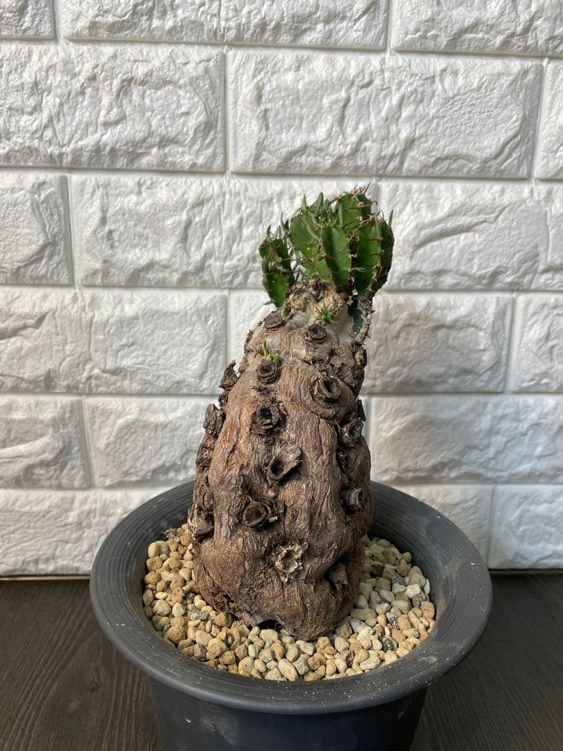 ユーフォルビアムランジーナ　現地株