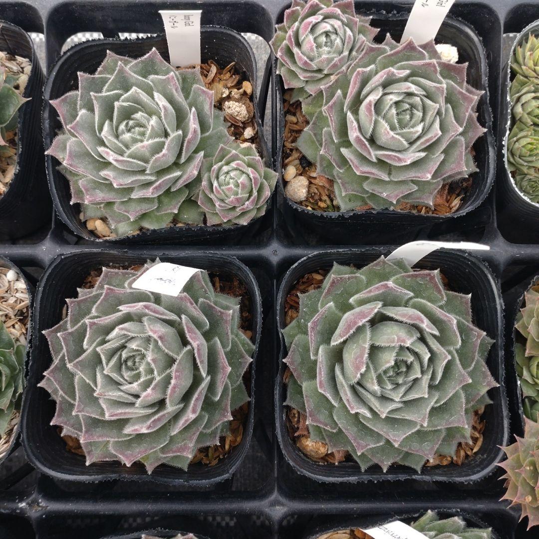 1ポット410円〜 センペルビウム26年1月 その1