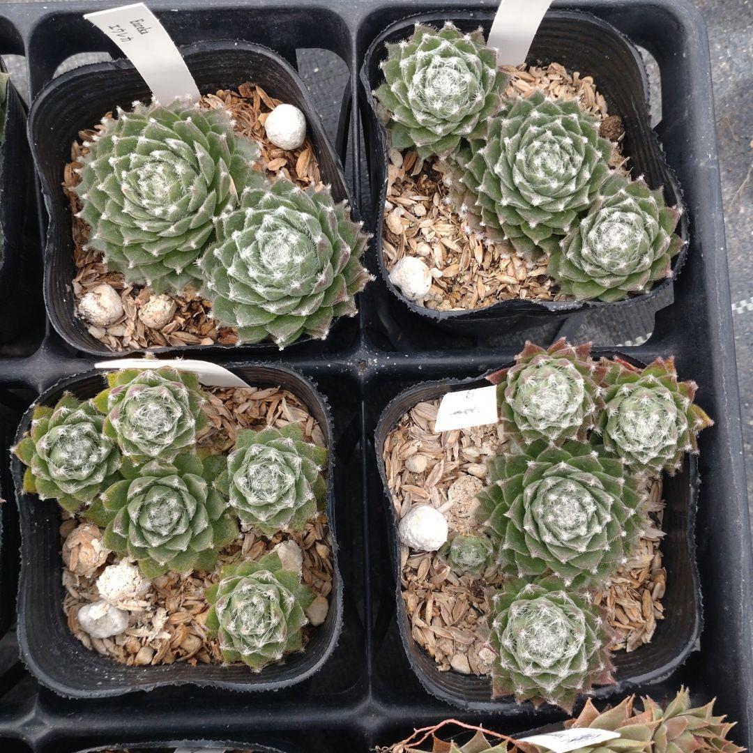 1ポット410円〜 センペルビウム26年1月 その1