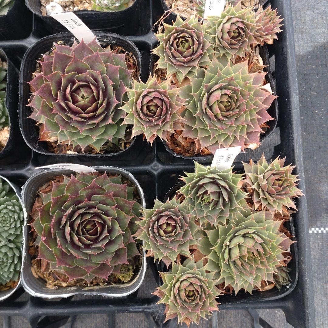 1ポット410円〜 センペルビウム26年1月 その1