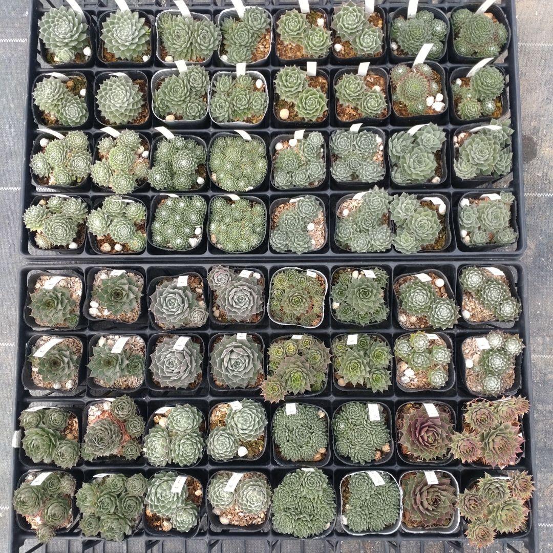 1ポット410円〜 センペルビウム26年1月 その1