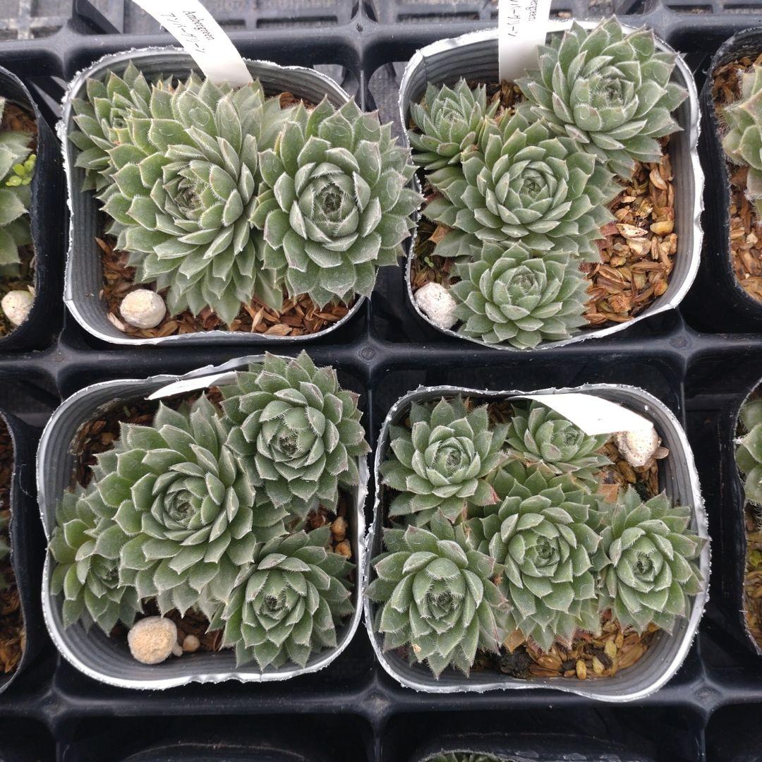 1ポット410円〜 センペルビウム26年1月 その1