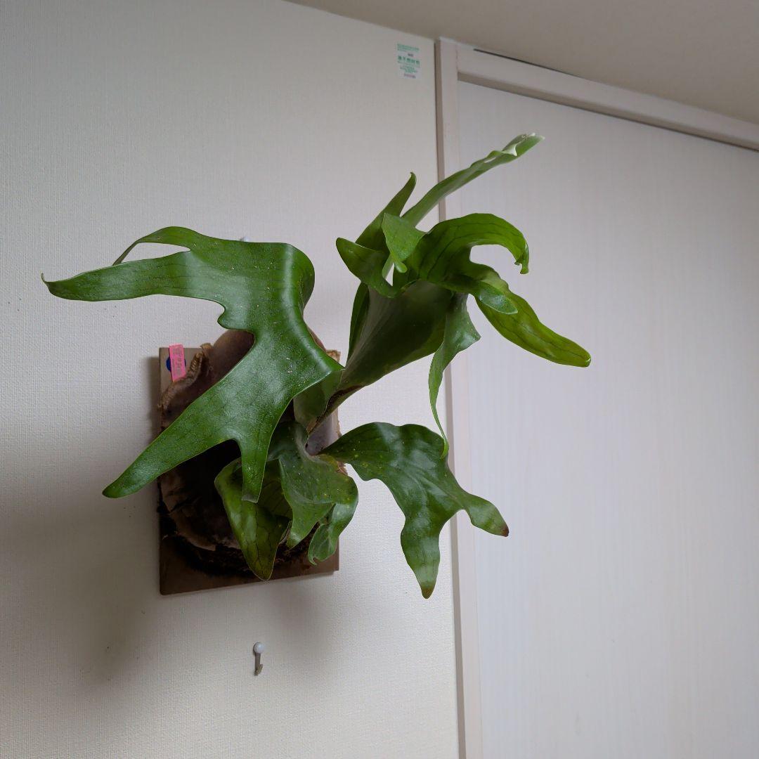 【2株半額・3株目無料】P. Fujin 風神 フージン ビカクシダ