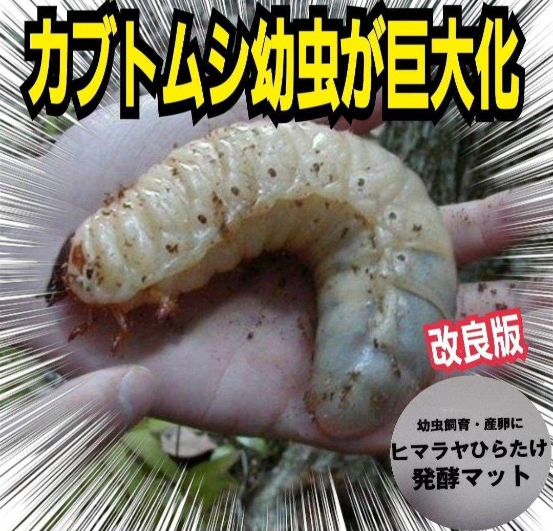 カブトムシ幼虫が大きくなる！発酵マット【たっぷり100リットル】雑虫わかない！