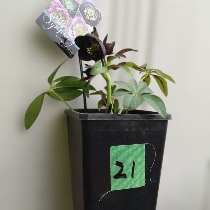 大森プランツ。ウインターシンフオニー。ヘレボルス 苗 No21番